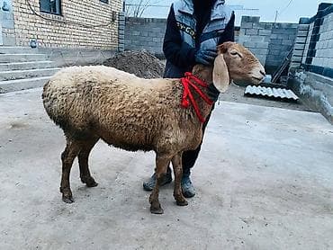 случка животных бесплатно: Продаю | Баран (самец) | Арашан | Для разведения | Матка — 4