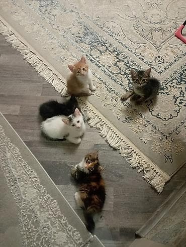 общитя: Котята домашние даром всего 5 котят ( 3 девочки и 2 мальчика ) - — 1