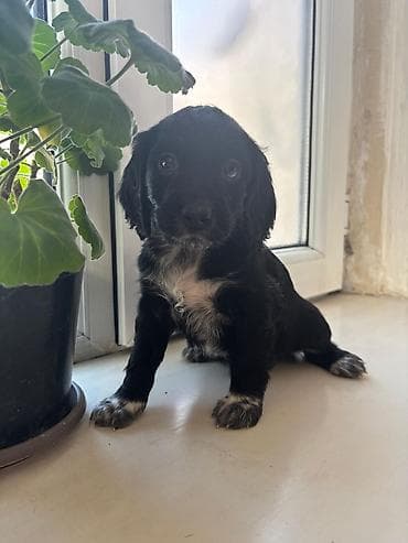 волнистый: Продаются Щенки русского охотничьего спаниеля Щенки родились 1 января — 7