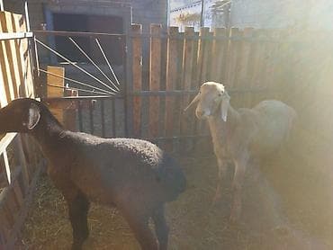 продаю птиц: Продаю | Овца (самка) | Для разведения | Матка — 3