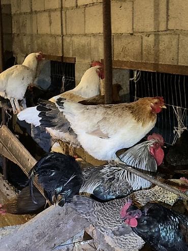 Продаю | Куры, Петух | Домашняя | На забой, Для разведения, Несушки at lalafo.kg Продаю | Куры, Петух | Домашняя | На забой, Для разведения, Несушки