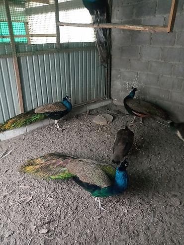 Зоотовары: Продам павлинов — 4