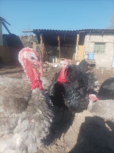 Продаю | Индюк (самец) | Для разведения | Племенные