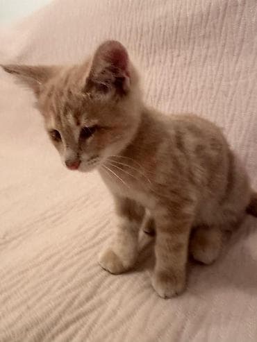 d cat: Кошка даром: Беспородная, Мальчик, Приучена к лотку — 2