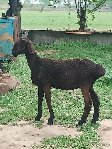 прадаю баран: Продаю | Ягненок | Для разведения — 2