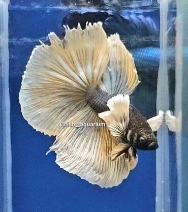 стерилизация кошек цена бишкек: Рыбки петушки Самцы Дамбо и другие цены разные Могут жить без — 4