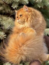 ящик для документов: ✨ БРИТАНСКИЕ КОТЯТА ЗОЛОТИСТОЙ ШИНШИЛЛЫ В ПОИСКАХ ДОМА! ✨ Наши малыши — 11