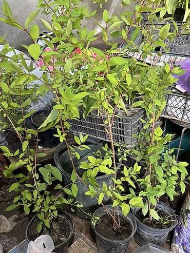 корзина с фруктами бишкек: Жимолость съедобная (саженцы в контейнерах) - Культура: жимолость — 3