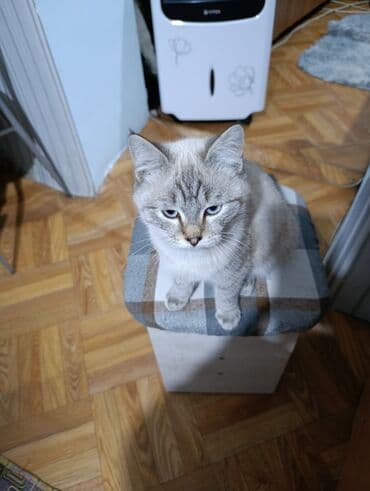 куда можно отдать собаку в бишкеке: Беспородная, 4 месяца, Мальчик, Черный — 14