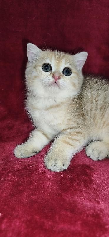 кошка персидская шиншилла: Скотиш Страйт (Шотландская прямоухая), 2 месяца, Мальчик, Золотая шиншилла — 3