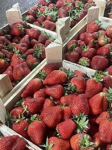 пленки для клубники: Клубника — 1