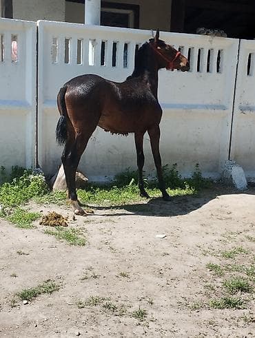 мышык кичинекей: Сатам | Тай | Ат спорту — 6