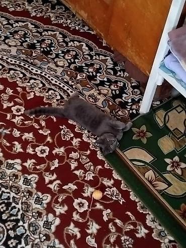 Продажа кошек: Отдам кошечку в добрые и заботливые руки. Возраст 5–6 месяцев — 4