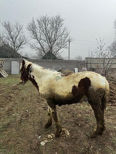 Продаю | Жеребец