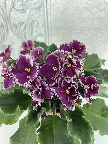 вазы хрустальные: Продам! 1 Детки стандартных сортовых фиалочек. Цена за детку от 80 — 6