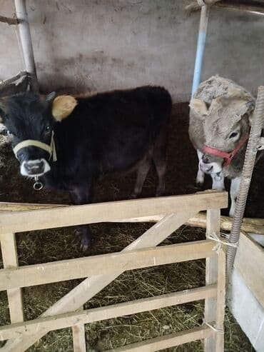 Продаю | Музоо, торпок | На откорм | Привязанные