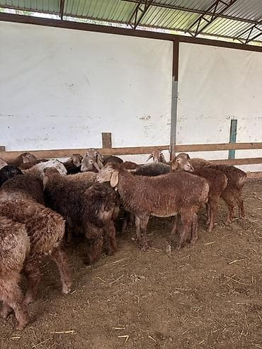 птицы бишкек: Продаю | Ягненок | Полукровка | На забой | Ярка — 2