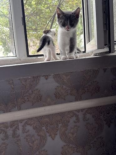 кошка мышык: Котята в добрые руки .Есть котенок голубой окрас без документов — 7