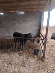 домик для кроликов: Продаю | Бык (самец) | Ангус | На откорм, На забой, Для разведения | Искусственник — 3