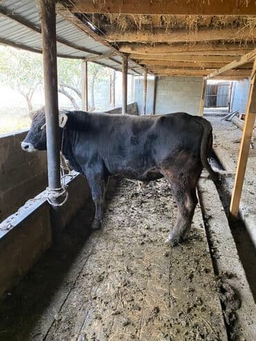 продаю музоо торпок корова самка бык самец айрширская ангус алатауская на забой для разведения на откорм племенные нетель привязанные: Сатам | Бука (эркек) | Бордоп семиртүү үчүн | Байланган — 2