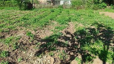 домик вагон: Продаётся одноэтажный жилой дом с участком. Характеристики дома: - — 2