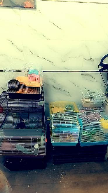 змея живая: Продаю клетку двухэтажную, с домиком, поилкой, кормушкой и + 2 — 6