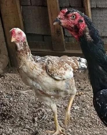 цесарки купить: Продаю | Петух — 8