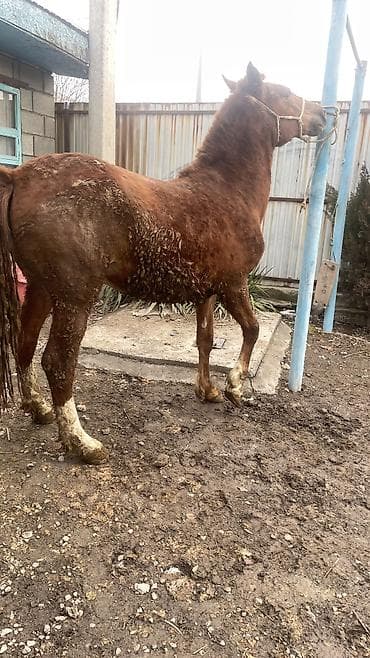 Продаю | Конь (самец) | Кара Жорго | Рабочий | Племенные