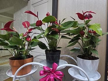 Полки, стеллажи: Полка, этажерка для цветов, Новый, Железо, Самовывоз — 10