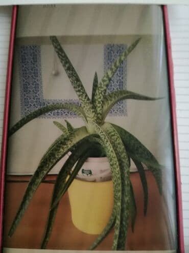 растения для аквариума: Продаю цветы. Декоративное алоэ - пестрое ( нелечебное). Осталось 2 — 3