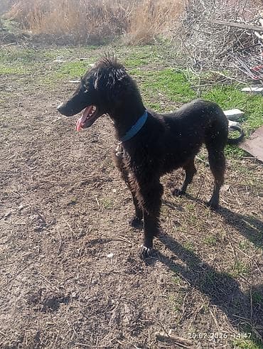 Ассаламу алейкум туугандар ушул эки тайган сатылат з-жаш 1жаш бир