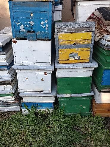 ящик пчела: Пчелиные ульи и комплектующие - Корпусные ульи из дерева, окрашенные — 1