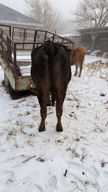 питбуль сколько стоит: Продаю | Тёлка | На откорм | Привязанные — 5