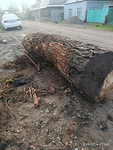 Бревно лиственной породы, цельный ствол. Характеристики: - Длина at lalafo.kg Бревно лиственной породы, цельный ствол. Характеристики: - Длина