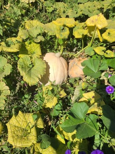 продам тыкву: Тыква, кормовой выращенная в условиях огорода, представлена в разных — 2