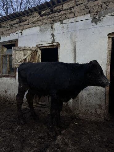 оптом козу: Продаю | Бык (самец) | На откорм — 3