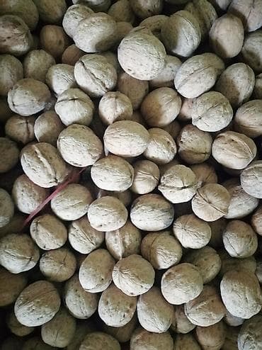 Орех грецкий, урожай 2025 толстокорый, "жадный". Примерно 20 кг, 80