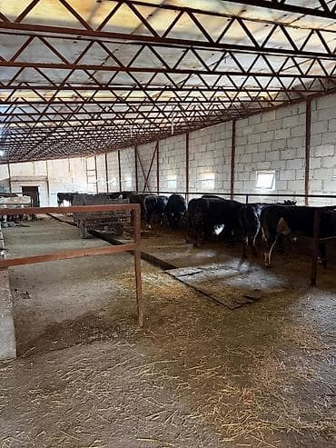 бассен: Ферма КРС, 240 соток, Действующий, Электричество — 8