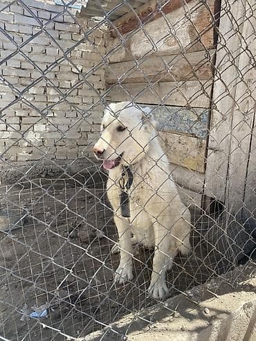 сенбернар собака: Собака даром: Алабай, 7 месяцев, Самка — 1