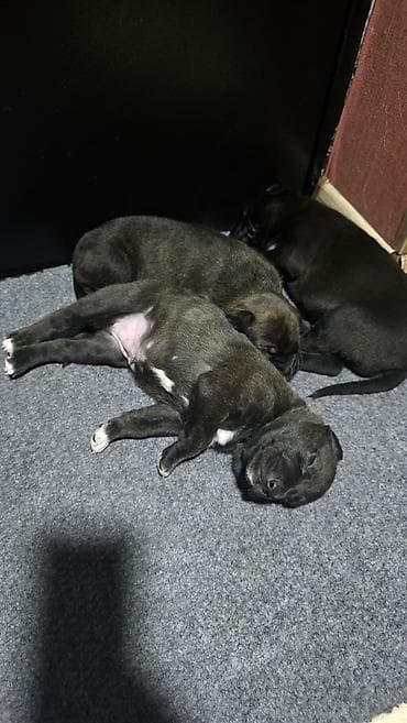 Ит кууту: Щенки метисы (короткошёрстные, тигровый и чёрный окрасы) смесь питбуль — 2