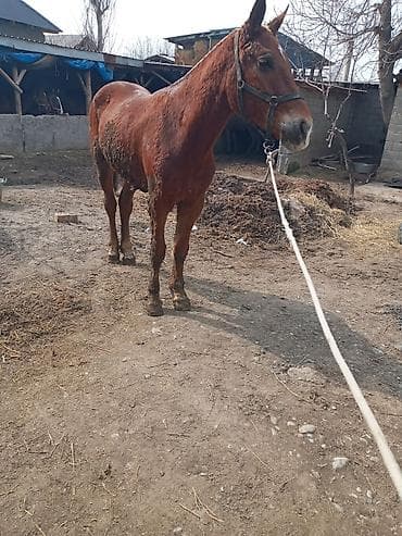 баран рамановский: Продаю | Кобыла (самка) | Рабочий — 2