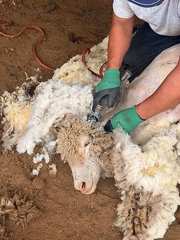 кыргыз и собака: Баасын суйлошсо болот 
Меренос койдун жуну сатылат — 2