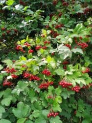 продаю дом в рабочем городке: Дача, 38 м², 2 комнаты, Собственник, Косметический ремонт — 15