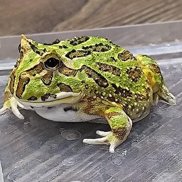 обезьяна домашняя купить: Лягушка, порода рогатка, декоративная,живая, домашний питомец — 3