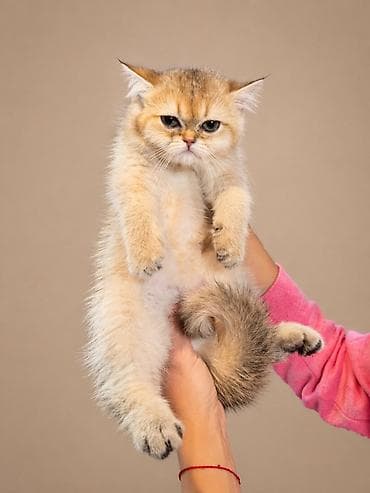 Британская короткошёрстная, 2 месяца, Девочка, Золотая шиншилла, Приучена к лотку, Проглистована, С документами