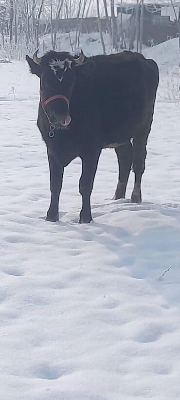 обмен на лошадь: Продаю | Тёлка | Швицкая | Для молока | Стельные — 3