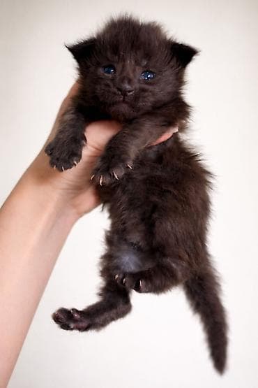 продам сфинкса: Предлагается шикарный мальчик мейкуна к предварительному — 5