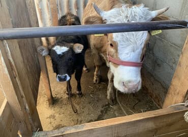 племенные коровы молочные купить: Продаю | Корова (самка) | Симментальская | Для разведения — 1