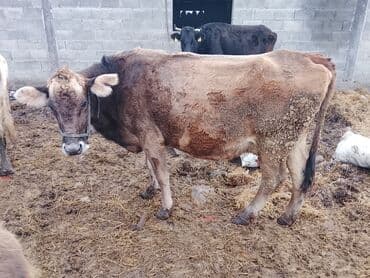 доиные коровы: Продаю | Корова (самка) | Для молока — 3