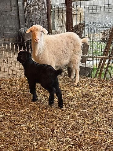 кара балта животные: Продаю | Козлёнок | Полукровка | На забой | Племенные — 5